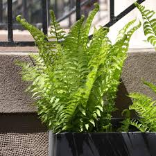 We did not find results for: Fern Leatherwood Longfield Gardens