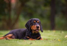 Image result for alpský brakýř jezevčíkovitý