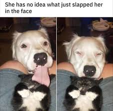 Cute Animals Memes Cute Funny Animals Cute Animal Memes Funny Animals