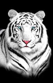 There are tons of great resources for free printable color pages online. White Siberian Tiger Coloring Page Peepsburgh