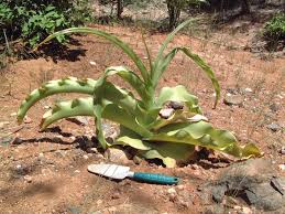Image result for Crinum buphanoides