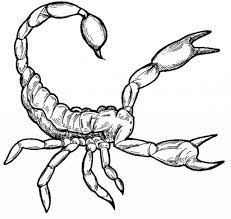 But a little parental guidance is always welcome to deal with the little details. Free Printable Scorpion Coloring Pages For Kids Coloring Pages Animal Outline Unicorn Coloring Pages