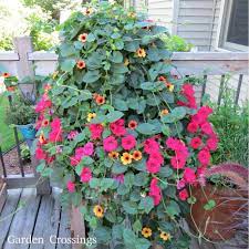 A Monster Of A Combo Is Created When Planting Apricot A Peel Black Eyed Susan Vine Thunbergia And Supertunia Reall Black Eyed Susan Vine Outdoor Plants Plants