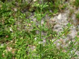 Image result for Scoparia dulcis