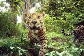 A crepuscular animal is one that is active primarily during the twilight period. Conservation News On Jaguars
