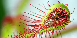 There are 3 species of carnivorous plants on long island ny. Sundews National Wildlife Federation