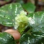 Image result for Achyrospermum ciliatum