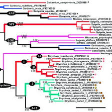 Image result for Strychnos matopensis