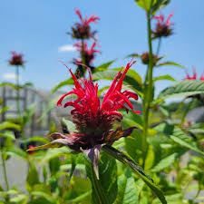 Image result for Monarda didyma