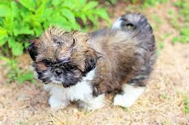 Imperial Shih Tzu Are They Different From Standard Shih Tzus