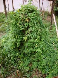 Image result for Momordica repens