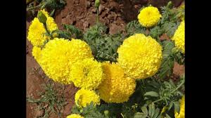 They are also recommended as natural insecticides for agricultural gardens, as they ward off some insects. Amazing And Most Beautiful Mexican Marigold Flowers Tagetes Youtube