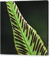 Hart's Tongue Fern by Science Photo Library