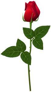 Rose Png Transparent Clip Art Image Red Rose Flower Single Flower Beautiful Rose Flowers