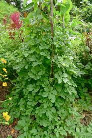 Image result for Cucumis engleri