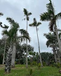 Image result for Pearsonia aristata