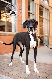 Great Dane Adoption Great Dane Rescue Nc Sc Great Dane Home Wegdr Adopt Grace On Dog Dogs Great Dane Dogs Dane D Great Dane Rescue Great Dane Great Dane Dogs
