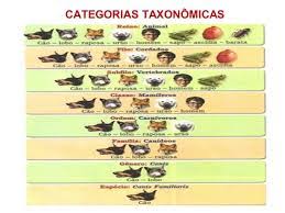 No final do século 18, carl von linné propôs uma. Classificacao Dos Seres Vivos Rosebio Tudo Sobre Biologia Em Um So Lugar