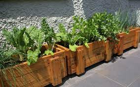 Hadi bakalım, saksıda hızlı sebze üretimi konusunda birkaç detay bilgi paylaşalım. Balkonda Sebzeler Nasil Yetistirilir Balkonda Sebzeler Hangisinin Ise Yarayacagini Gorun 2019 2020