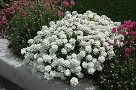 Let's learn which annuals and perennials bloom all check out your location and where the sun hits and for how long. 17 Stunning Plants That Bloom All Summer Long Page 2 Of 3 Remodeling Expense