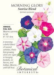Pin By Adriana On A Spreading Of Flowers Througout The Bible 1 Morning Glory Seeds Morning Glory Flowers Morning Glory