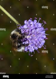 Image result for Bombus hyperboreus