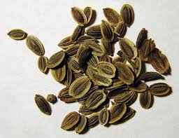 Image result for Anethum