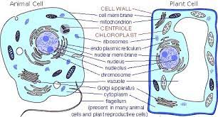 Animal Versus Plant Cell Structures Https Diy Org Skills Biologist Animal Cell Plant Cell Cell Diagram