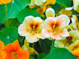 We did not find results for: 13 Amazing Plants That Repel Flies And Bugs