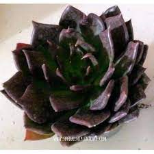 It has striking rosettes that are made up of waxy, purple leaves. 15 Amazing Purple Succulents And Cacti You Would Love Succulent Plant Care
