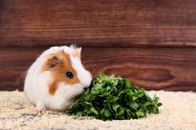 Can guinea pigs eat zucchini everyday. Best Natural Healthy Guinea Pig Treats What To Avoid Animallama
