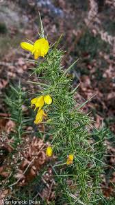 Image result for Ulex