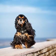 Puppies have had third set of shots, curr. American Cocker Spaniel Geschichte Charakter Passion Hund