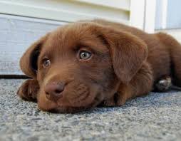 It's have been successfully mixed with corgi, labrador etc. Lab Australian Sheppard Mix Puppy Labrador Retriever Mix Retriever Mix Puppies