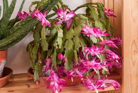 Choose the best soil for christmas cactus. Christmas Cactus Care And Growing Guide Sunny Home Gardens