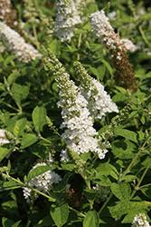 Image result for Buchnera keilii