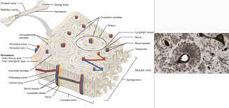 Compact Bone Spongy Bone And Other Bone Components Human Anatomy And Physiology Lab Bsb 141