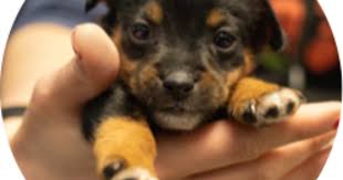 We help find homes for thousands of dogs, cats, rabbits and other pets every week. Austin Pets Alive Parvo Puppy Icu
