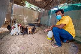 Poultry business require proper planning and management. Meet Indian Expat In Dubai Who Manages With Produce From His Own Kitchen Garden Poultry Farm Uae Gulf News