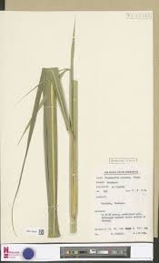 Image result for Chasmopodium