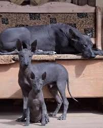 Chiamato, più semplicemente, cane nudo messicano per la sua mancanza di peli, si tratta di un cane sempre di buon umore e molto apprezzato come cane da compagnia. Youanimal It On Twitter Una Famiglia Di Xoloitzcuintle O Cane Nudo Messicano Una Delle Razze Di Cani Piu Antiche Del Mondo