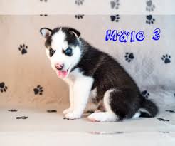 Make a donation to central florida animal rescue, inc. View Ad Siberian Husky Litter Of Puppies For Sale Near Florida Melbourne Usa Adn 130131