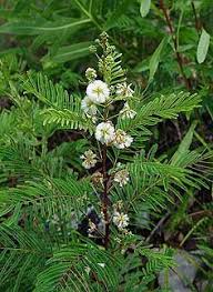 Image result for Acacia fleckii