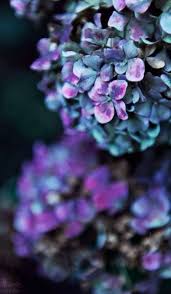 Whitelights Latenights Hydrangea Purple Beautiful Hydrangeas Hydrangea