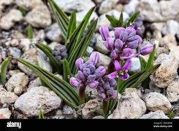 Image result for Ledebouria cooperi