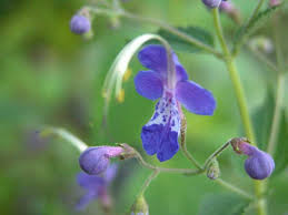 Image result for Isopyrum nipponicum