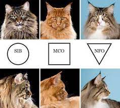 Sebagian besar maine coon dapat memiliki berat hingga 15 kilogram. Kucing Maine Coon Di Surabaya Startseite Facebook