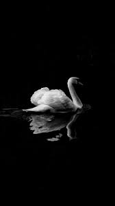 Pin On Swan Wallpaper