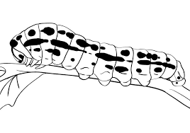 Egg, larva (caterpillar} & chrysalis or pupa stages: Free Printable Caterpillar Coloring Pages For Kids