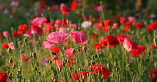 Image result for Papaveraceae